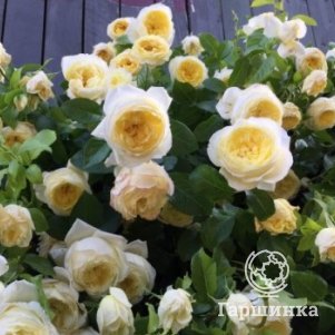 Роза Амнести Интернешнл, Дельбар (лиц)