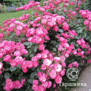 

Роза Анжела кустарниковая