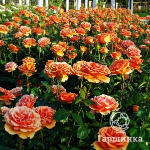 

Роза Ашрам чайно-гибидная