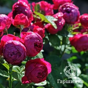 

Роза Аскот чайно-гибридная