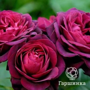 Роза Астрид Графин фон Харденберг кустарниковая, Тантау (лиц)