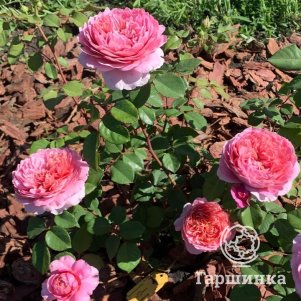 

Роза Айсфогель чайно-гибридная