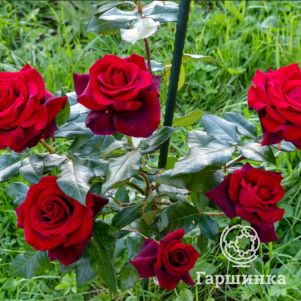 Роза Блэк Мэджик