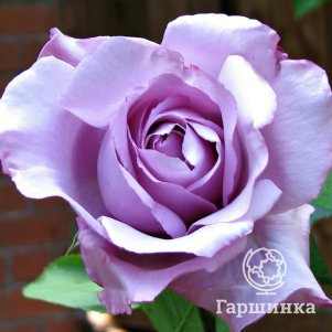 Роза Блю мун/Майнцер Фастнахт Блю чайно-гибридная, Топалович (лиц)