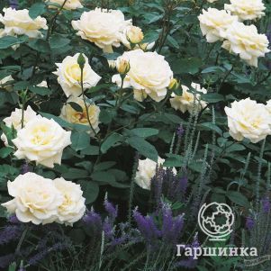 

Роза Боинг чайно-гибридная