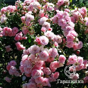 

Роза Боника