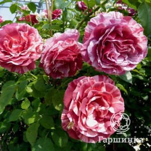 Роза Брауни чайно-гибридная, Топалович (лиц)