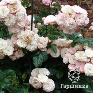 Роза Букет Парфэ мускусная, Ленс (лиц)