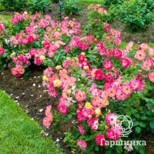 

Роза Кэмпфайр канадская парковая (лиц)