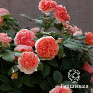 Роза Чипендейл, Тантау (лиц)