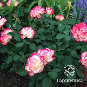 Роза Дабл Делайт