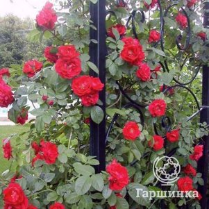 

Роза Дон Жуан плетистая, Топалович (лиц)