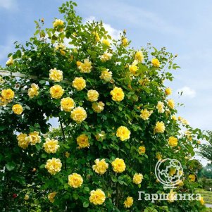 Роза Дюна плетистая, Топалович (лиц)