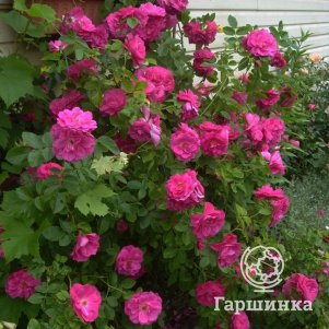 Роза Джон Кэбот канадская парковая (лиц)