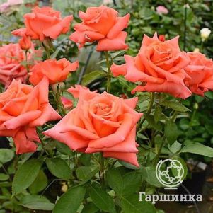 Роза Энн Вандерлав, НИРП (лиц)