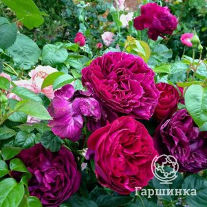 

Роза Фальстаф плетистая