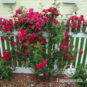 

Роза Генри Келси канадская парковая (лиц)