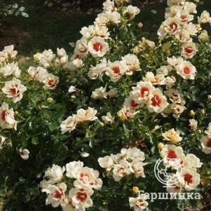 Роза Глориос Бэбилон Айз, Интерплант (лиц)