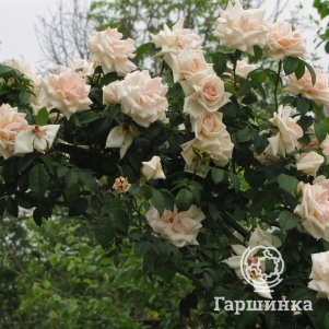 Роза Илзе Крон Супериор плетистая, Кордес (лиц)