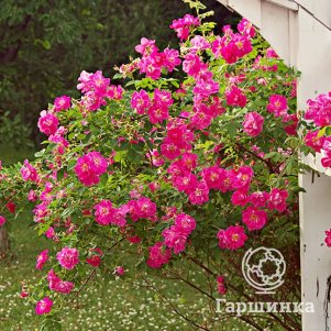 Роза Капитан Самуэль Холланд канадская парковая (лиц)