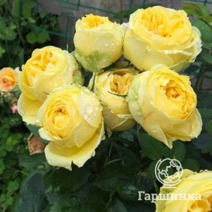 Роза Каталина 350₽