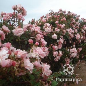 Роза Компассион плетистая, Топалович (лиц)