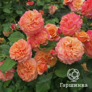 Роза Ла Вилла Котта кустарниковая, Топалович (лиц)