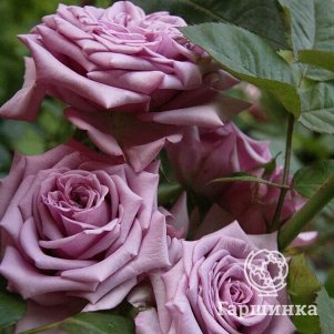 Роза Майнцер Фастнахт чайно-гибридная, Тантау (лиц)