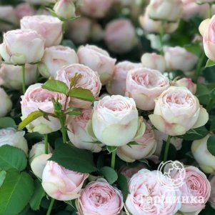 

Роза Мэнсфилд Парк