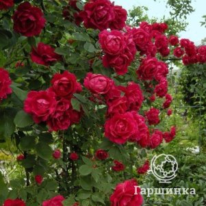 Роза Нахеглут плетистая, Топалович (лиц)