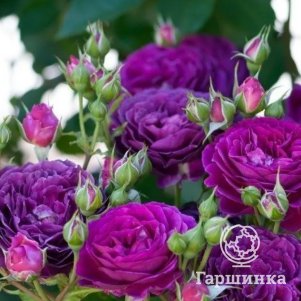 Роза Нью Эйдж флорибунда