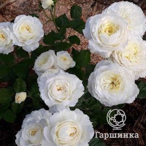 

Роза Патиенс