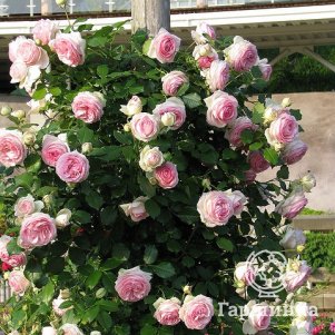 Роза Эден Роуз (Пьер Де Ронсар), Мейян (лиц)