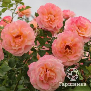 Роза Пич Мельба плетистая, Топалович (лиц)