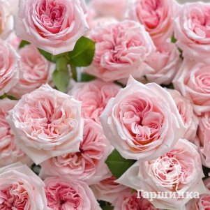 

Роза Пинк О Хара чайно-гибридная