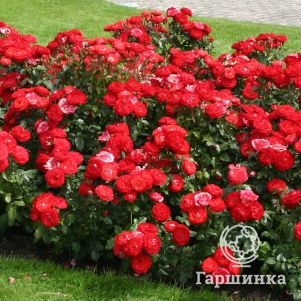 

Роза Плантен Ун Блюмен флорибунда, Кордес (лиц)