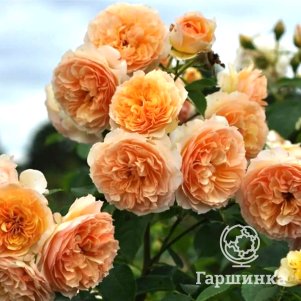 

Роза Полька плетистая, Top Roses