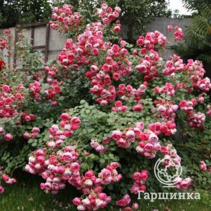 

Роза Помпонелла флорибунда, Кордес (лиц)