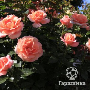 

Роза Рене Госинни чайно-гибридная