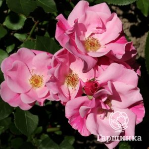 Роза Роял Эдвард канадская парковая (лиц)