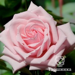 Роза Савой Хотел, Харкнесс (лиц)