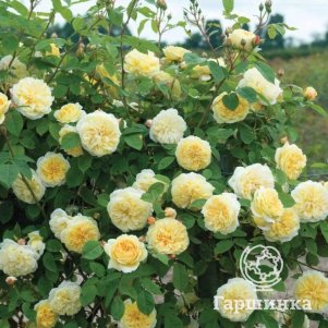 

Роза Сирано де Бержерак плетистая, Топалович (лиц)