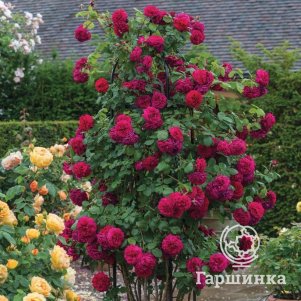 

Роза Тесс оф зе Д`Эрбервилль плетистая, Imperial Rose