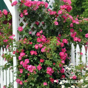 Роза Вильям Баффин канадская парковая (лиц)