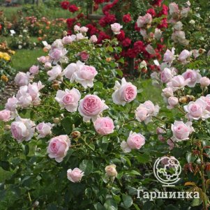 

Роза Велленшпиль кустарниковая