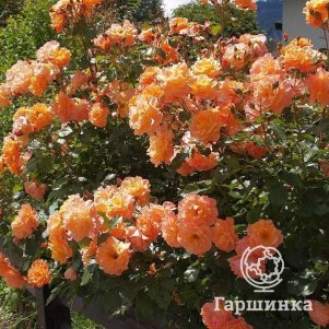 

Роза Вестерленд кустарниковая, Топалович (лиц)