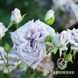 

Роза Замок Черники