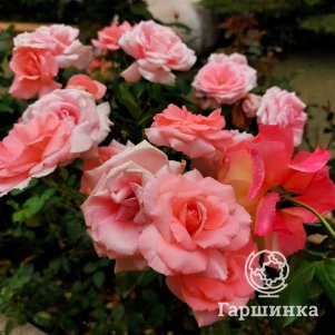 Роза Жардин де Франс флорибунда