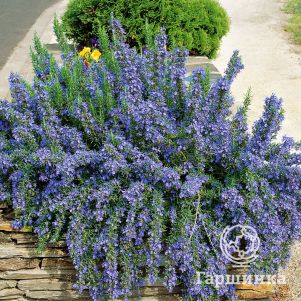 

Розмарин лекарственный Простратус