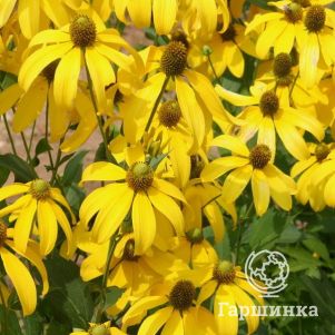 

Рудбекия глянцевитая Хербстсонн